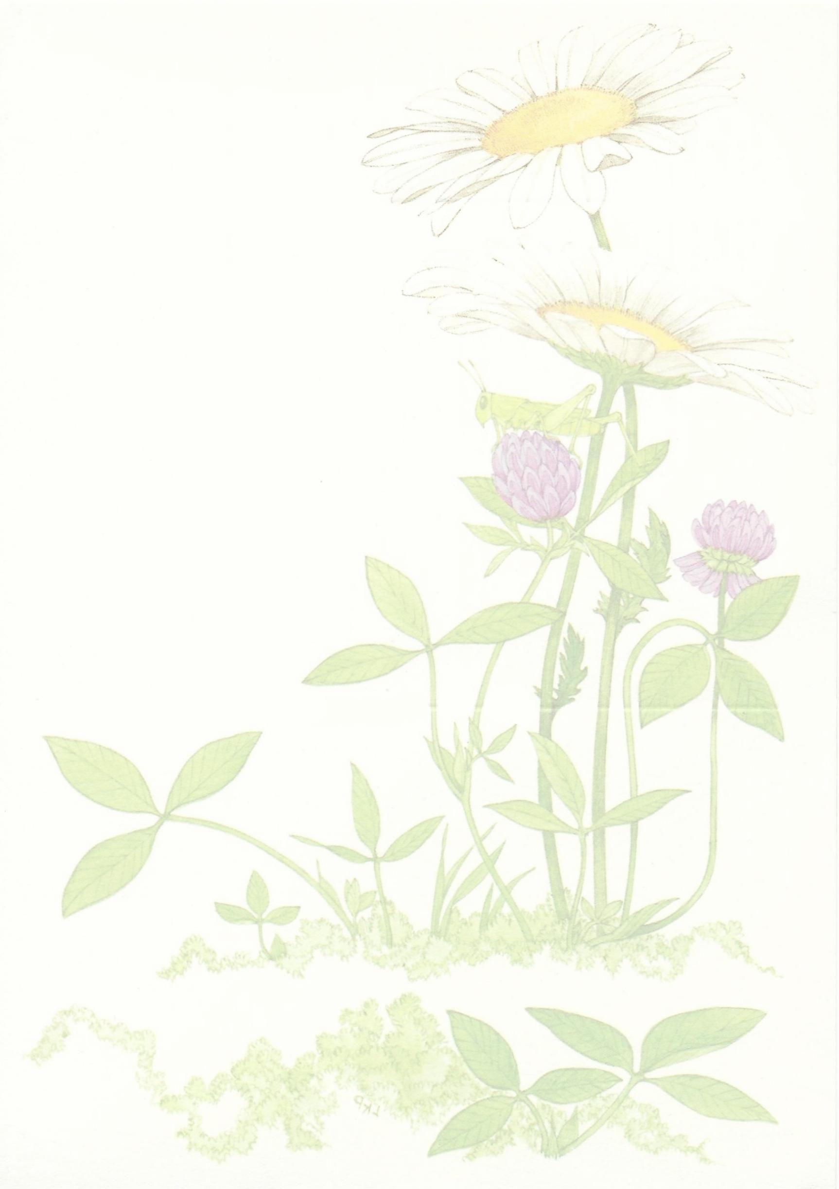 Two daisies with white leaves and gold yellow centers stand tall; below them are green stems with smaller purple buds and other surrounding greenery.