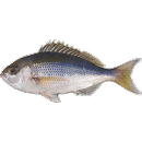 Side profile of a fish with a silvery-grey body that fades to dark blue towards the top, and silver-yellow fins.
