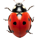 Red ladybug with black spots, photographed from above.