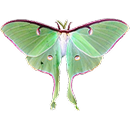 Bright green Luna moth with its wings outstretched, showing off its long wing tails and reddish-purple wing borders, photographed from above.