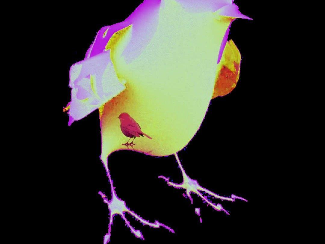 black background with a vibrant pink and yellow bird