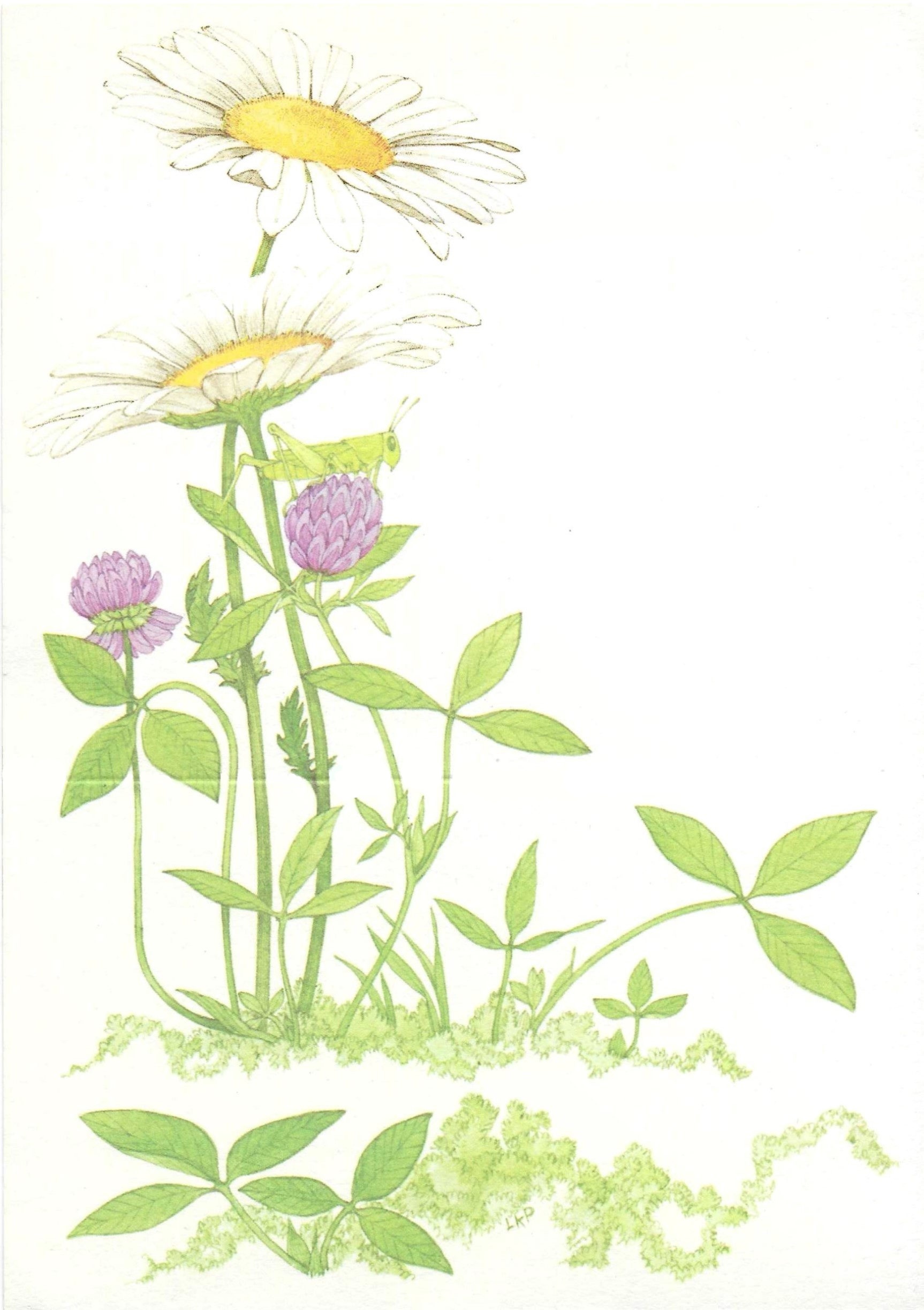 two daisies with smaller purple blooms and surrounding greenery