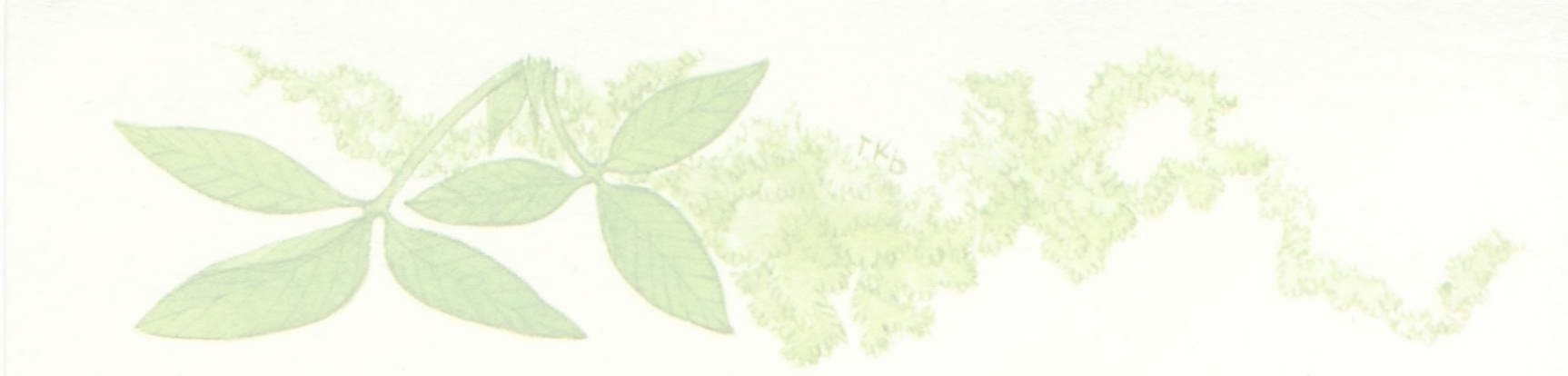 two white daisies with smaller purple blooms and surrounding greenery