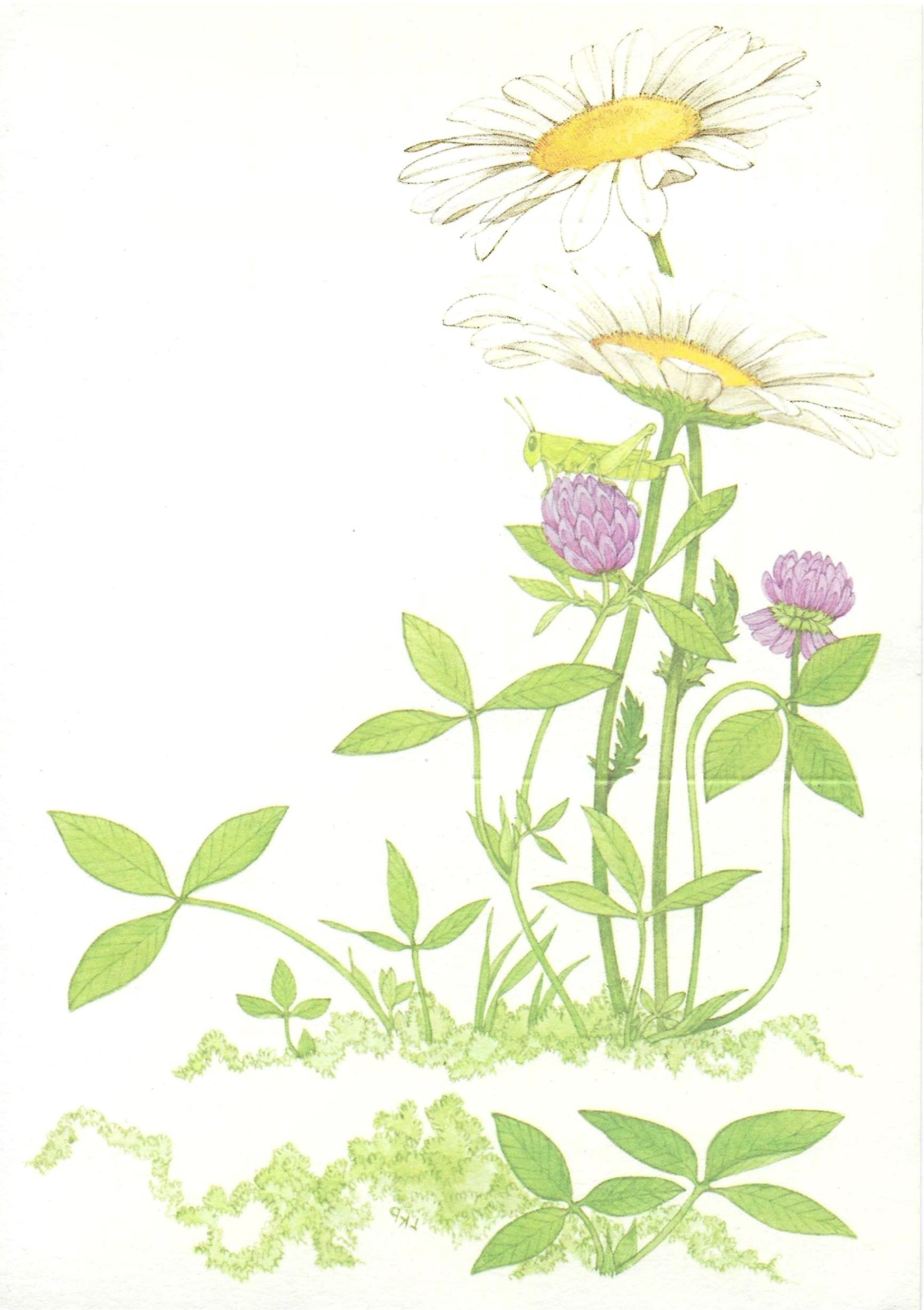 two daisies with smaller purple blooms and surrounding greenery