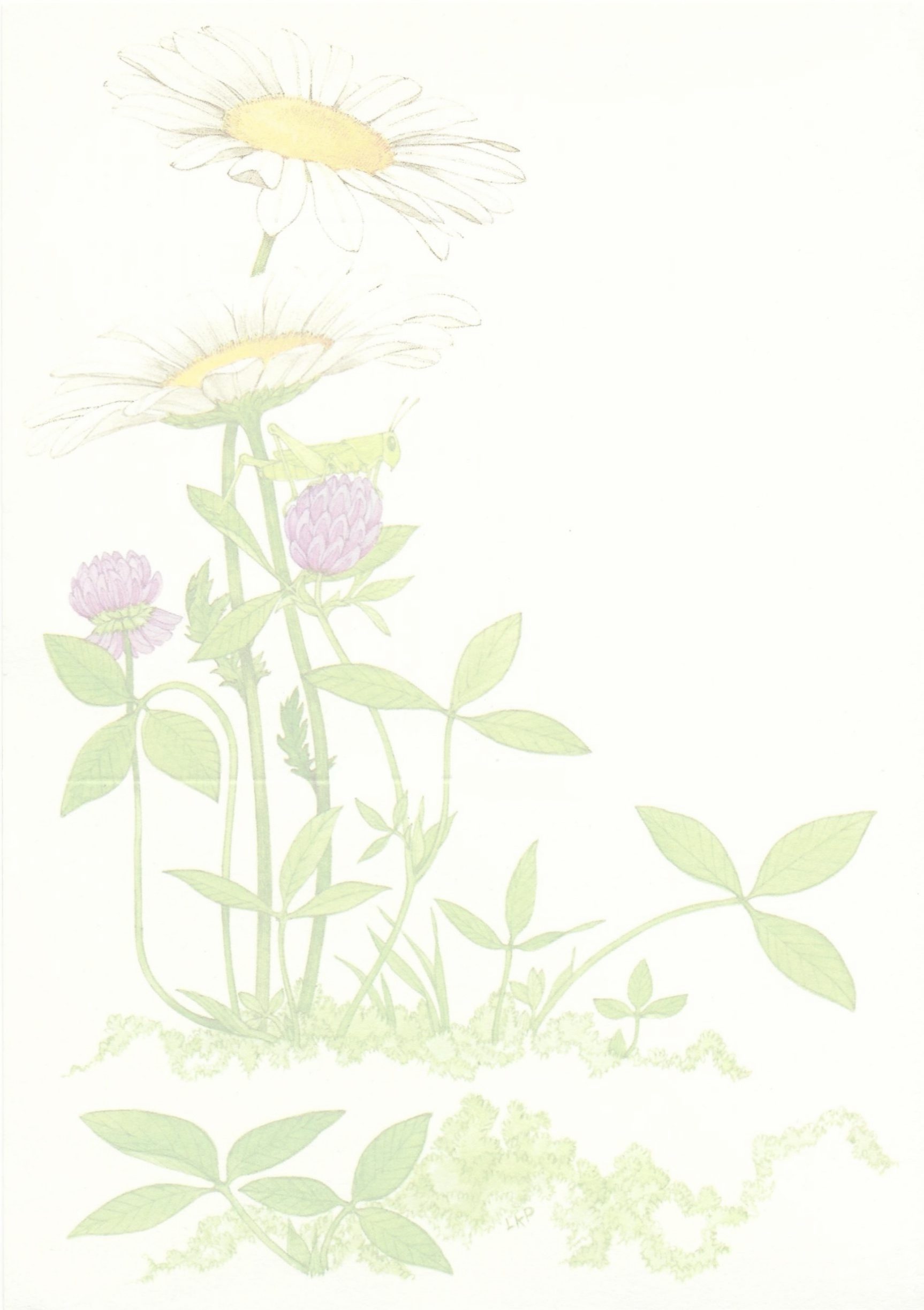 two white daisies with smaller purple blooms and surrounding greenery