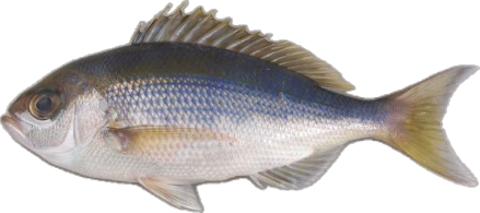 silver fish with blue and yellow accents